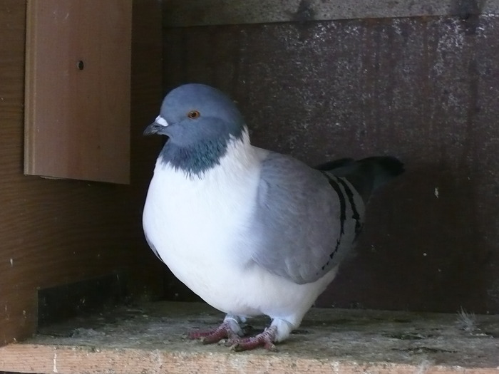 pui 2009 - strasseri