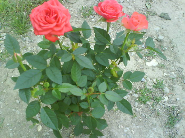 DSC00136 - trandafiri de gradina-butasi de vanzare
