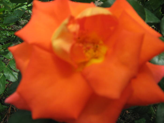 Trandafir portocaliu (la Poboru) - Vara 2009
