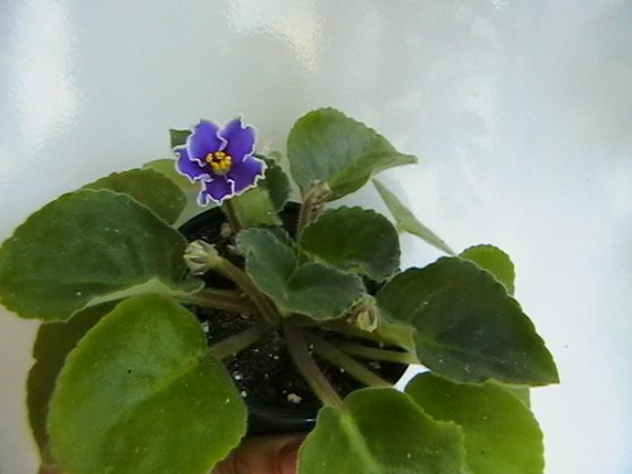 rebel's sk1 - violete 2009