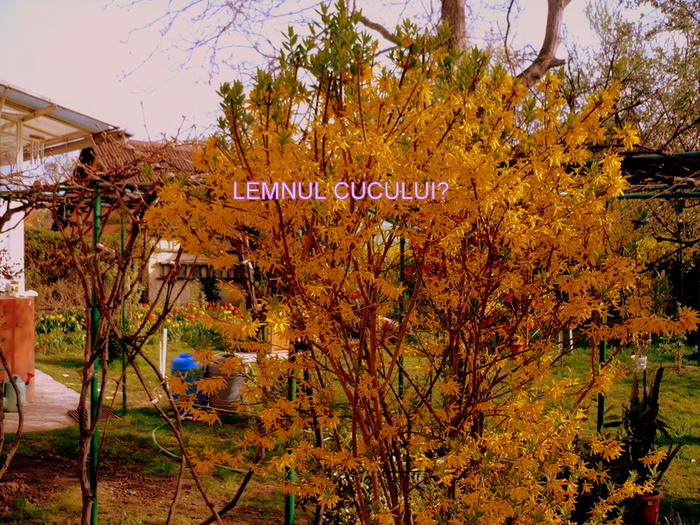 Lemnul cucului? - 01-PRIMAVARA 2009  BRASOV