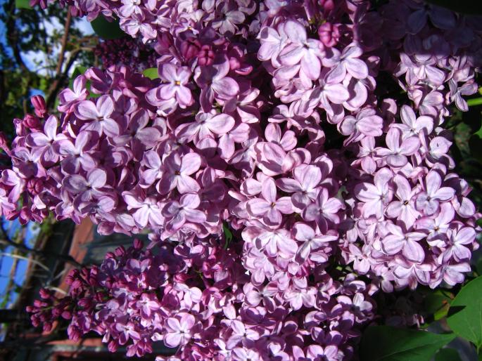 IMG_5697 - flori si floricele