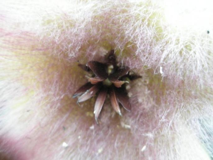 centru de S. grandiflora