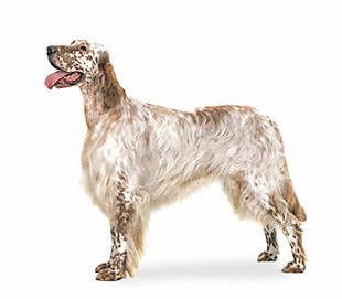 english_setter