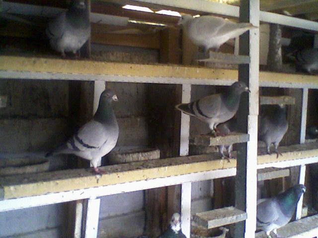 Fotografii-0058 - Porumbeii mei calatori