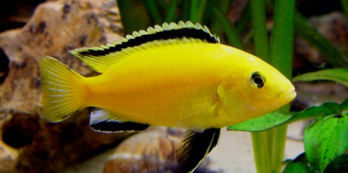 3 Labidochromis Caeruleus - African Cichlid