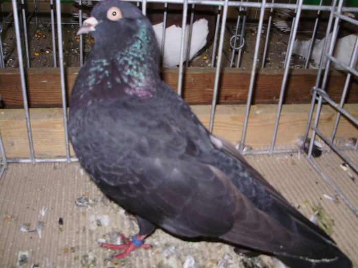 11477a broder purzler 1 - 1507 partea 6b