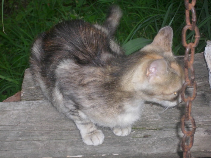 DSCI0765 - pisici si catelusa Boggy