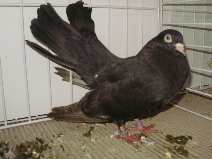 roller timi 16 - 1509 rom juc 1