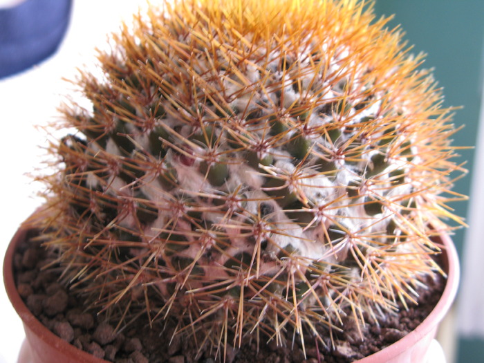 Mammillaria nivosa - CACTACEAE - diverse specii si genuri