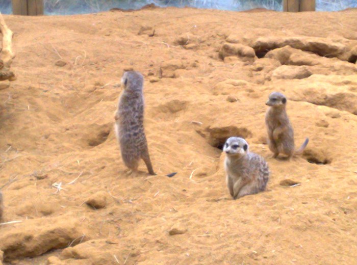 291120091100 - mini holiwood