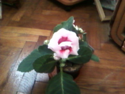 gloxinia mea draga - diverse flori