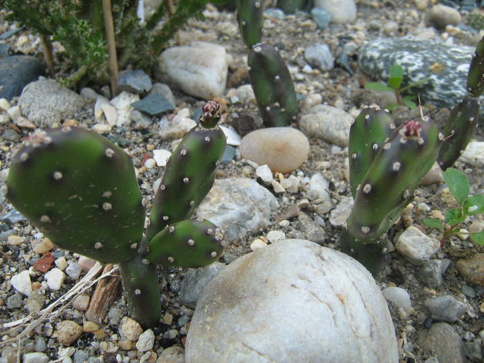 IMG_8157 - Cactusi la mosie 17 iunie 2009