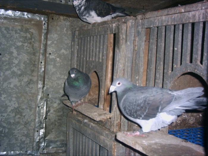 Picture 004 - Porumbei din crescatoria mea
