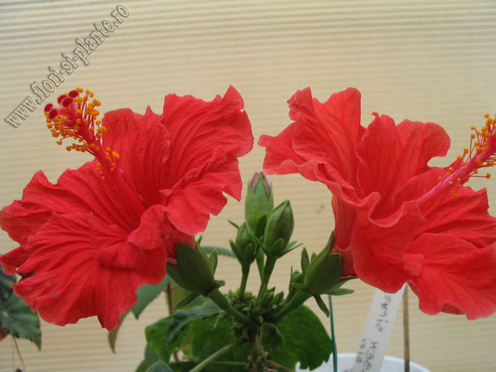 Hibiscus Rosu gofrat 3