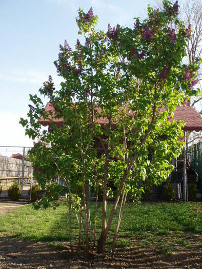 liliac batut inflorit - 0020 CASA DE LA TARA