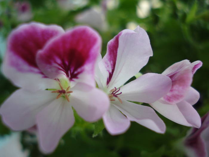 DSC02959 - FLOWERS PINK AND WHITE