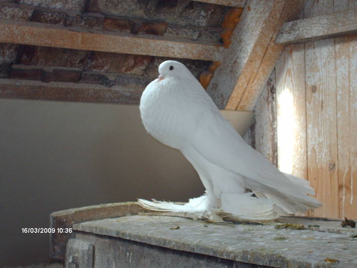 HPIM1743 - 6-gusati de pomerania-2009