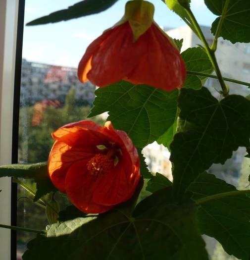 P1130806 - ABUTILONI