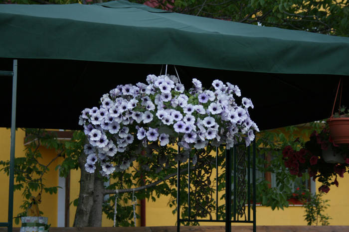 Petunia hybrida