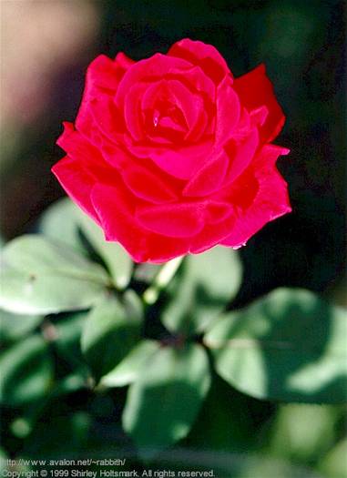 rose057 - Trandafiri