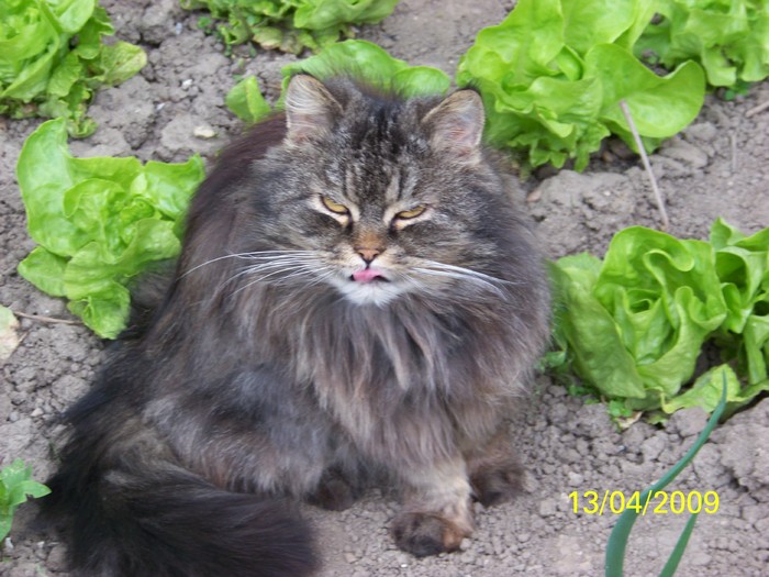 100_0523 - Primavara in curte  Timisoara