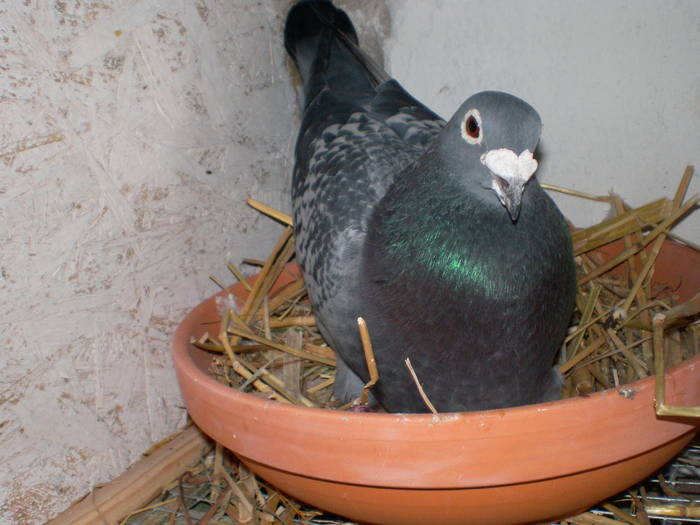 28 - porumbei Mihai si Gigi