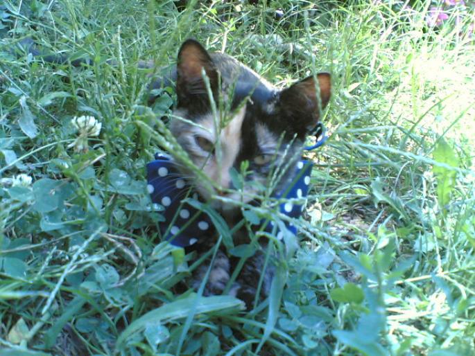 Ci-Issay - pisici din 2007