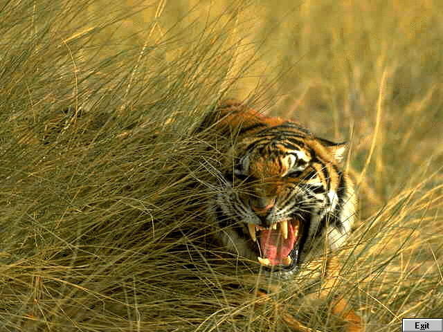 TIGER - Tigri