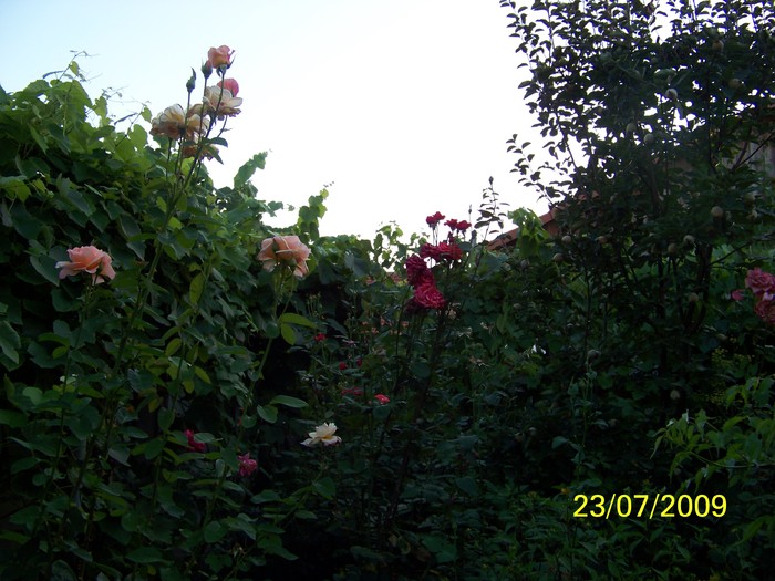 100_8496 - Iulie 2