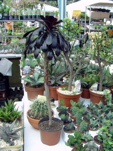 DSC00031 - Expozitie flori Timisoara  luna Mai 2008