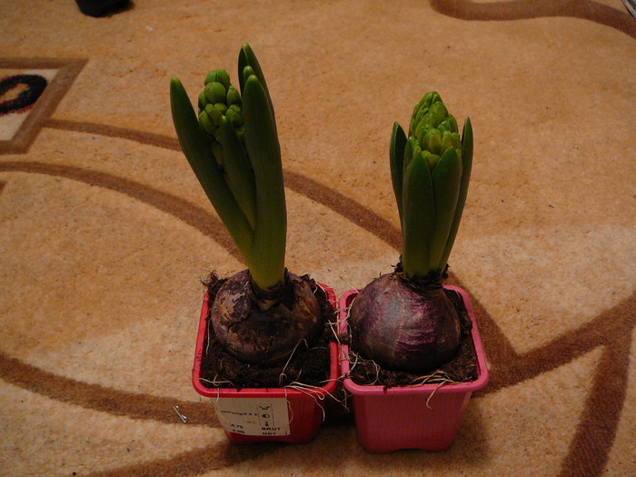 Picture 460; Noile  zambile
