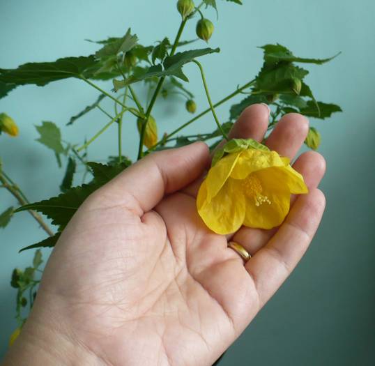 P1140433 - ABUTILONI