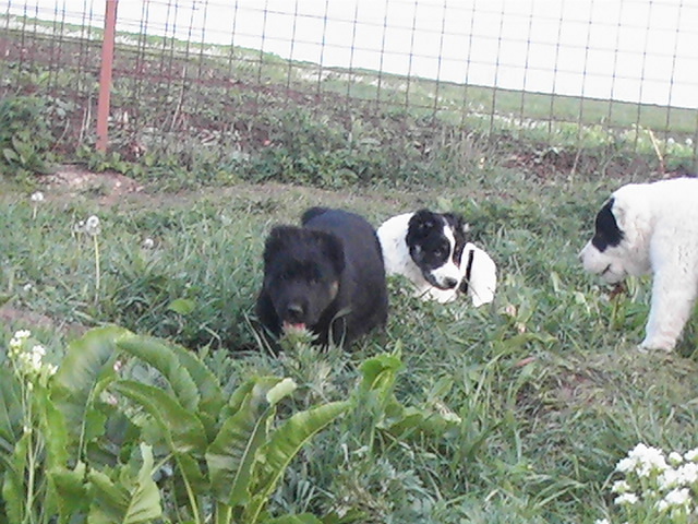 poze 04.05.2009 079