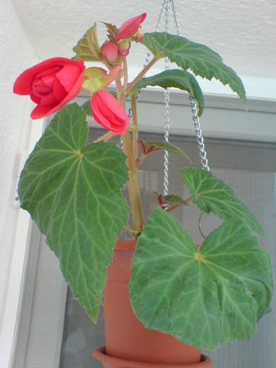 DSC01991; Begonia Pendula - Pink (Roz)
