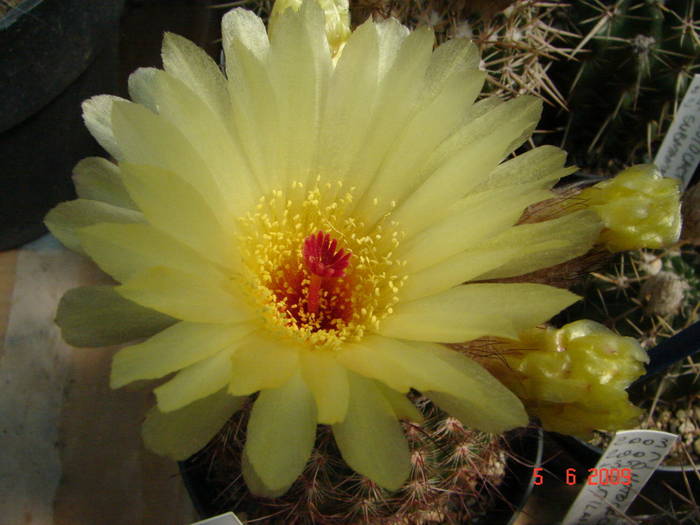 DSC05980 - 2009 Iunie