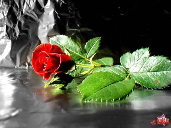 a7d0d4d7_0020001070845_00_600 - Trandafiri