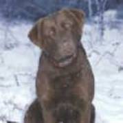 chesapeake retriever - Catei de vanzare