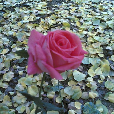 trandafirul%20de%20sub%20cais