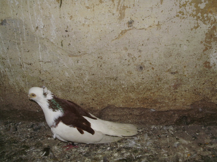 P8232031 - 1744 Sedat Iusein