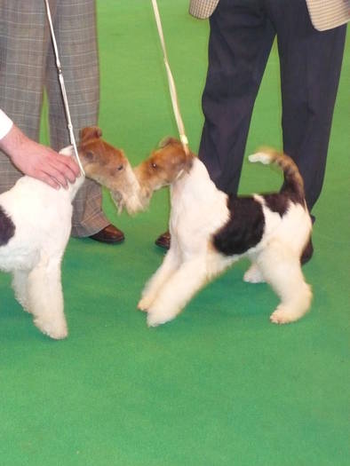 P1050531 - crufts 2009 smooth fox  and wire
