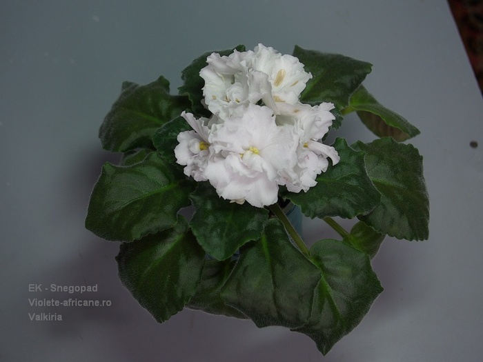 SG106282 - EK-Snegopad