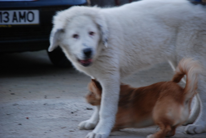 Ela - 20.11.2009 - Ela de Sapte Coline