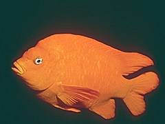 096 - poze muuuuuuuuuuuuuulte