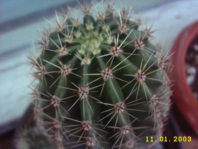 Echinopsis Oxygona1 - Echinopsis