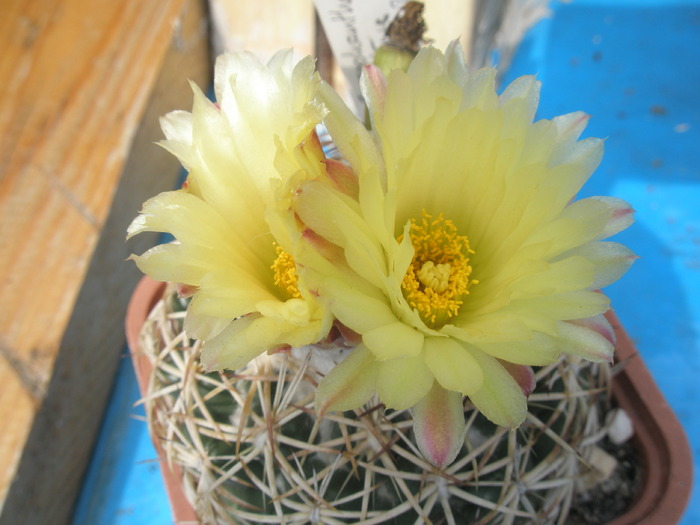 Coryphantha retusa - flori - Coryphantha