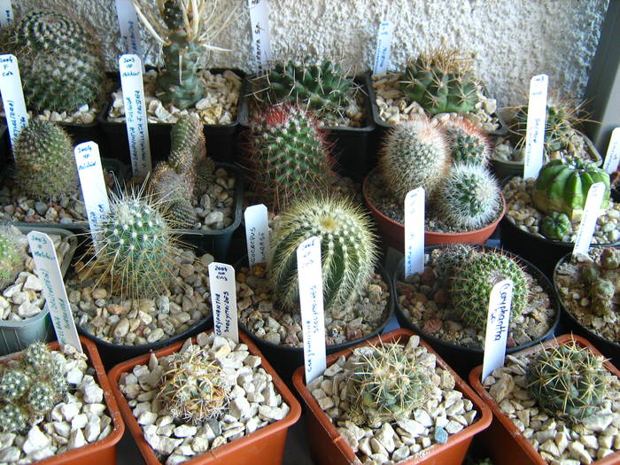 IMG_4469 - Cactusi 1 martie 2009