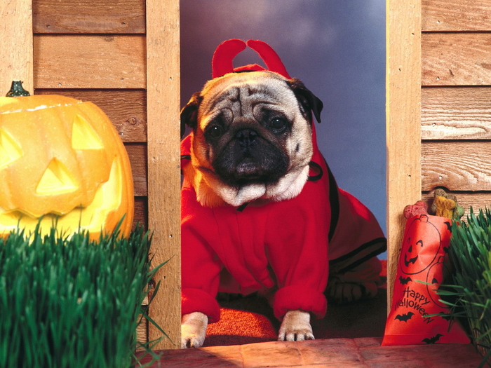 Christmas Wallpapers (529)