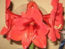 th_amarillisrosu - colectie hippeastrum