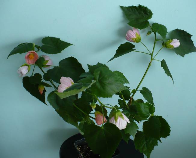 P1140505 - ABUTILONI